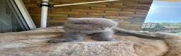 British Shorthair cats for sale: British Shorthair & longhair Chinchilla available  - Advert 21