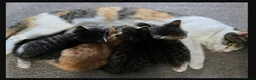 Mixed Breed cats for sale: Kitten - Advert 2
