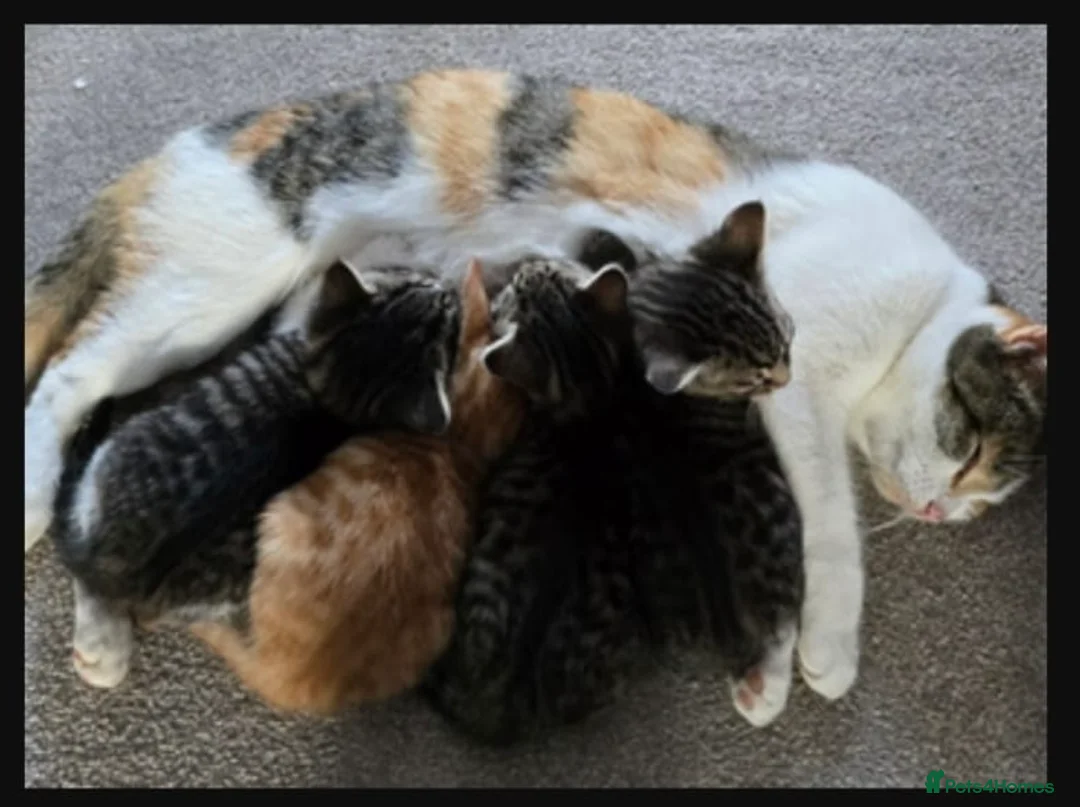 Mixed Breed cats for sale: Kitten - Advert 2