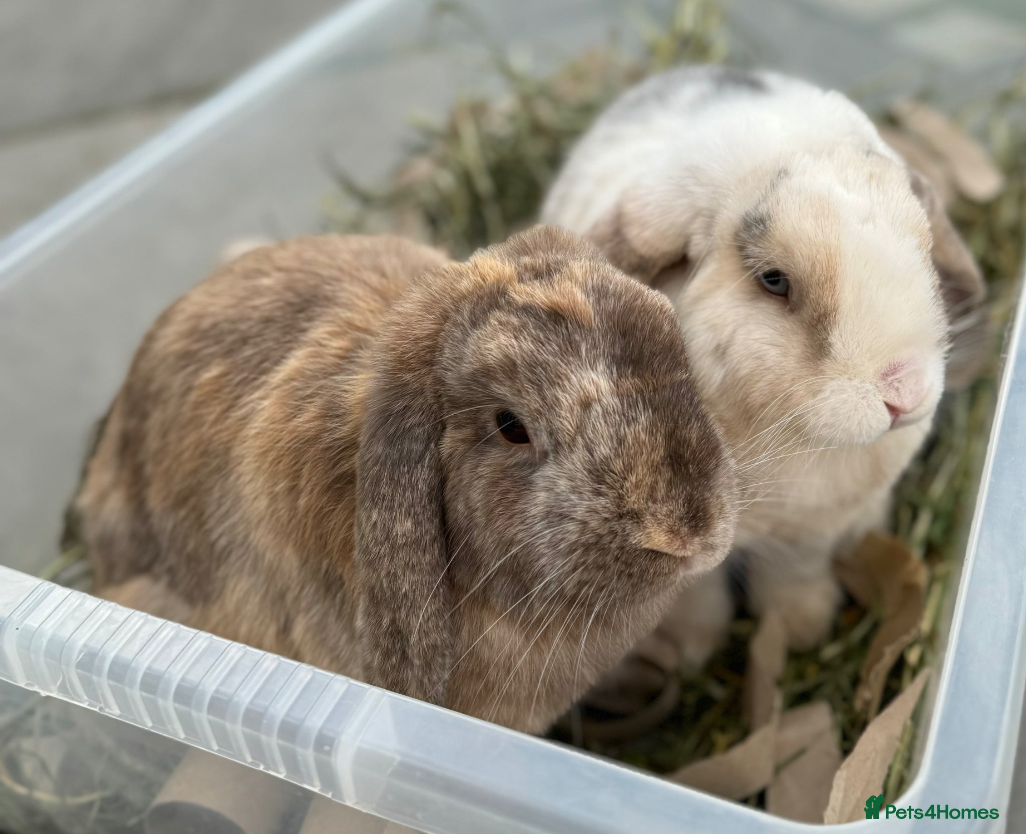 Dwarf Lop rabbits for sale: 2 friendly Neutered male dwarf lop rabbits  - Advert 1