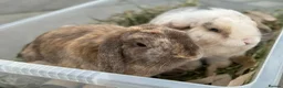 Dwarf Lop rabbits for sale: 2 friendly Neutered male dwarf lop rabbits  - Advert 1