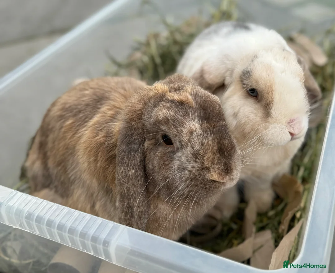 Dwarf Lop rabbits for sale: 2 friendly Neutered male dwarf lop rabbits  - Advert 1