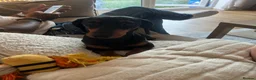 Miniature Dachshund dogs for stud: Black and Tan smooth haired miniature dachshund - Advert 4