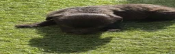 Mixed Breed dogs for sale: Bedlington whippet in Bradford - Advert 37