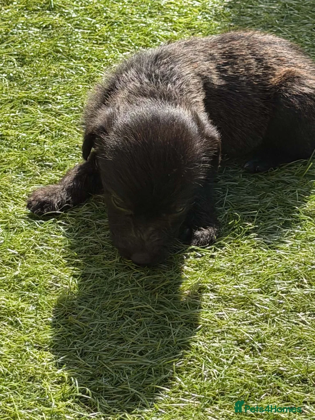 Mixed Breed dogs for sale: Bedlington whippet in Bradford - Advert 37