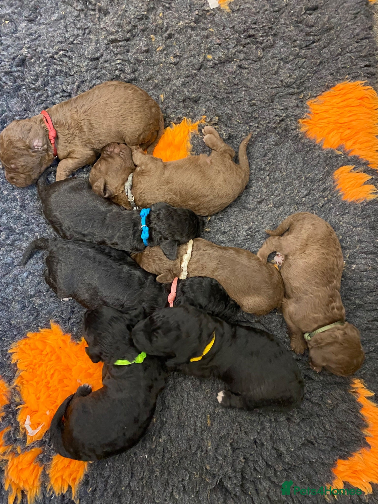 Bedlington Terrier dogs Bedlington Terrier puppies  - Advert 6