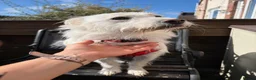 Mixed Breed dogs for adoption: ❤️SNOWY❤️– SMALL, SWEET & SOCIAL GIRL - Advert 14