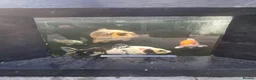 Koi Carp fish for sale: Koi /Orf /Tench- 11 in total in Wellingborough - Advert 5