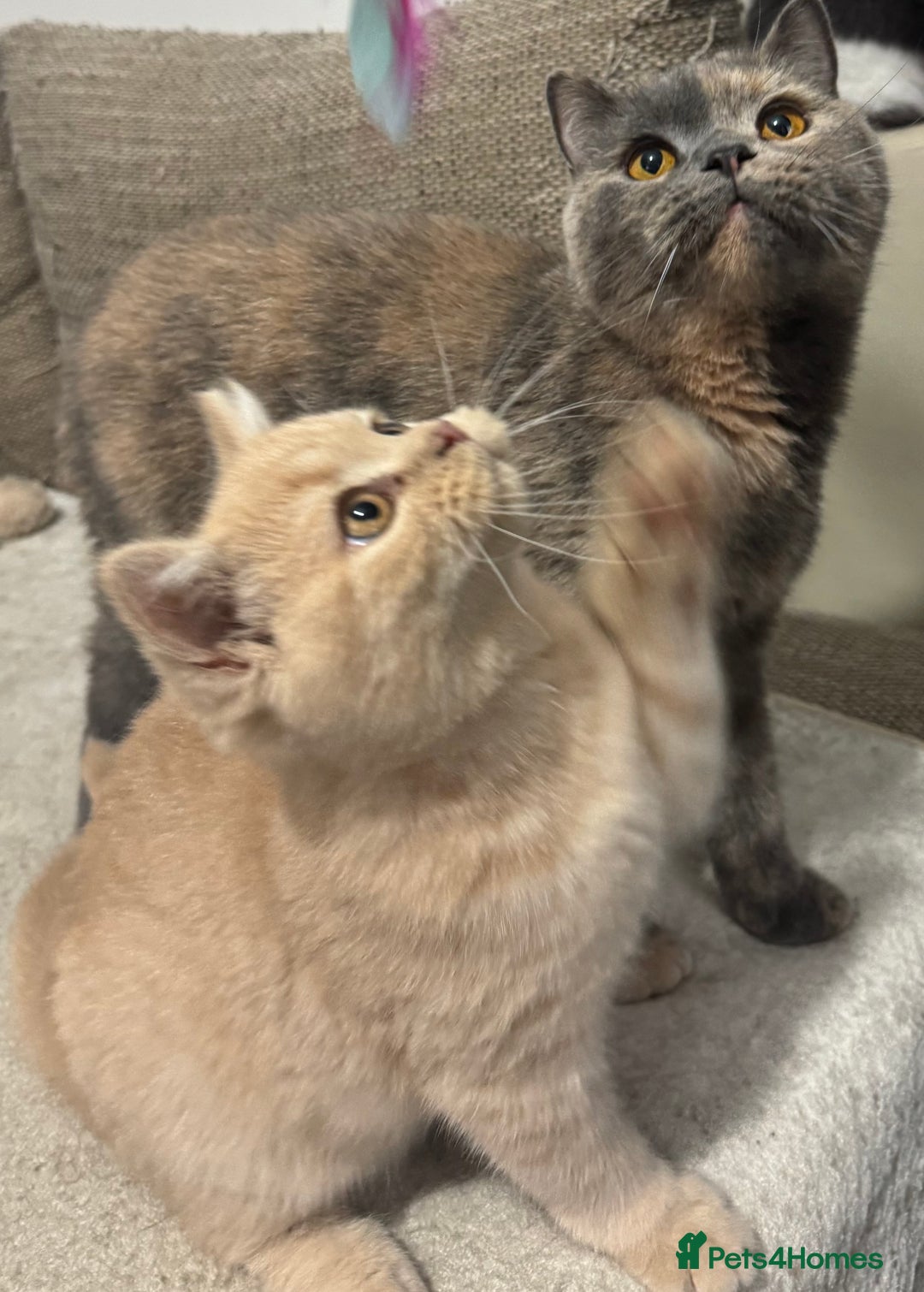 British Shorthair cats for sale: GCCF registered cream bsh boy - Advert 12