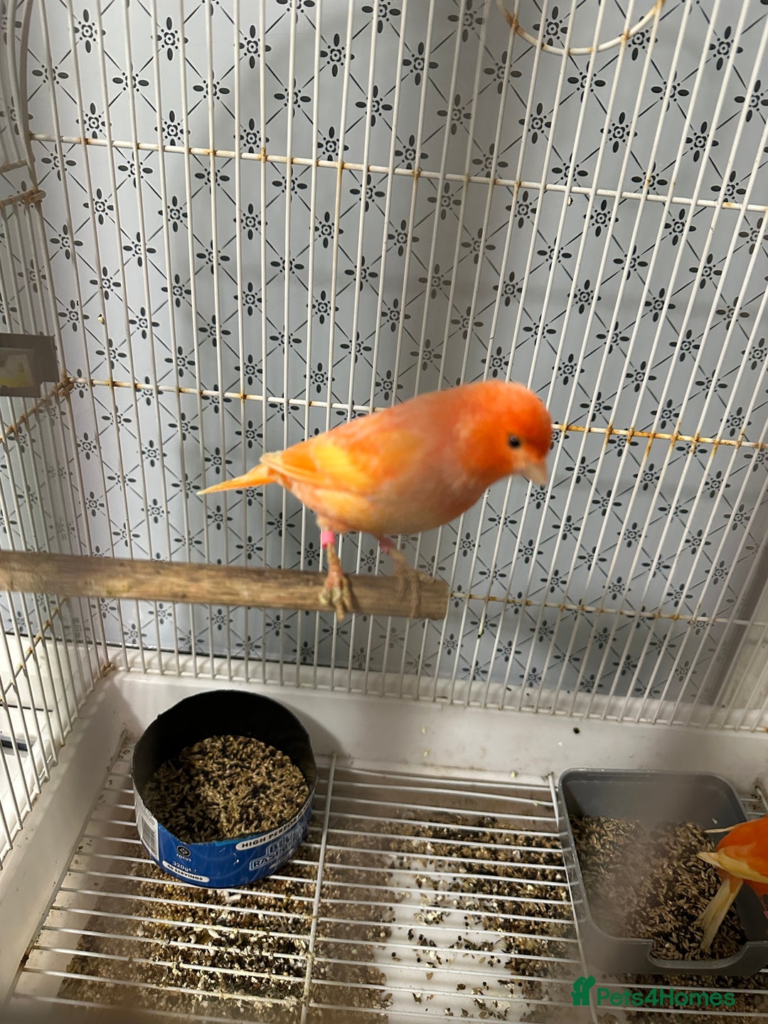 Mixed Breed birds for sale: BirdS - Advert 1