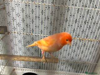 Mixed Breed birds BirdS - Advert 1