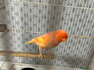 Mixed Breed birds BirdS - Advert 17