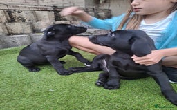 Labrador Retriever dogs for sale: ONLY 2 LEFT. Beautiful Healthy Labrador Puppies - Image 4