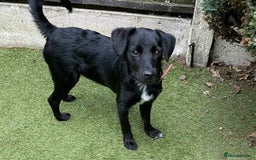 Mixed Breed dogs for adoption: Nike  - Image 1