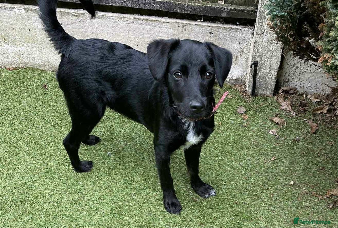 Mixed Breed dogs for adoption: Nike  - Image 1