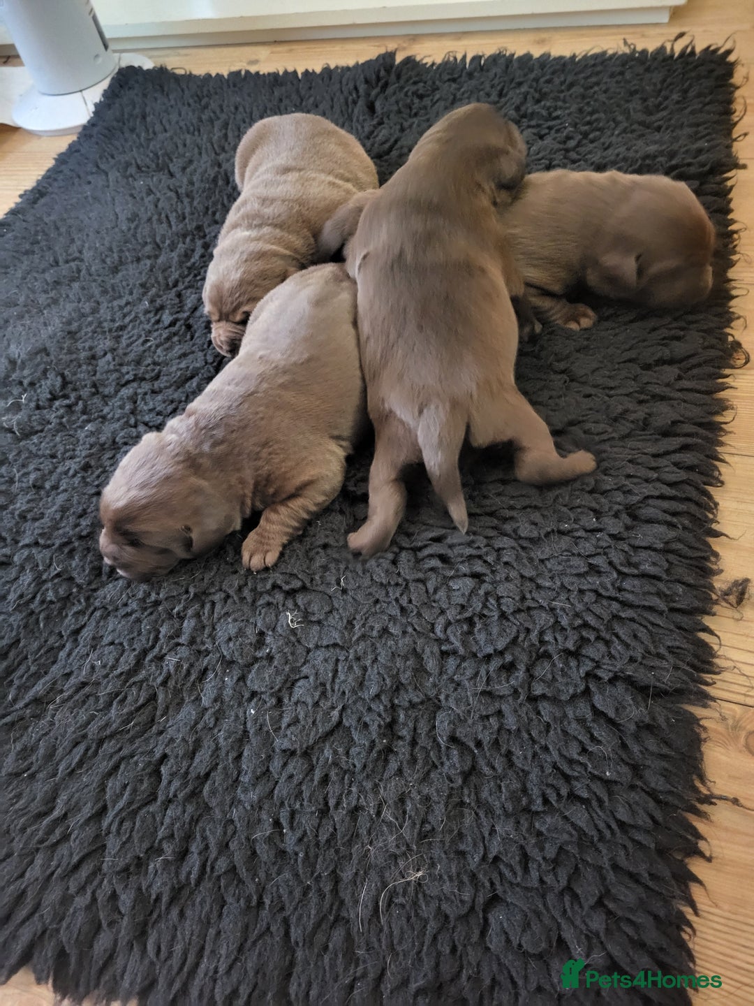 Labrador Retriever dogs for sale: KC Reg Chocolate Labrador puppies - Image 4