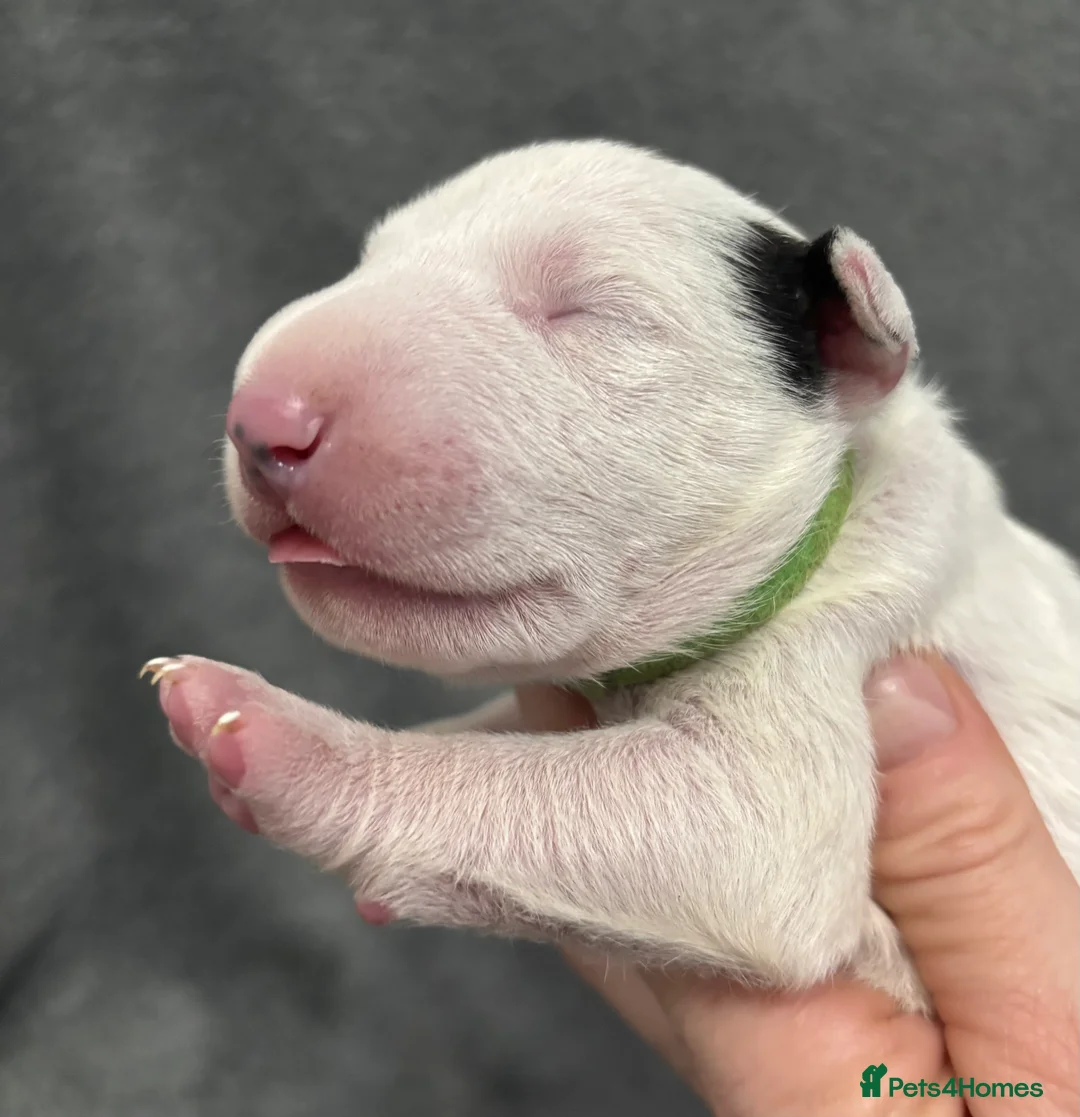 English Bull Terrier dogs for sale: Outstanding litter of bullterriers  - Advert 5