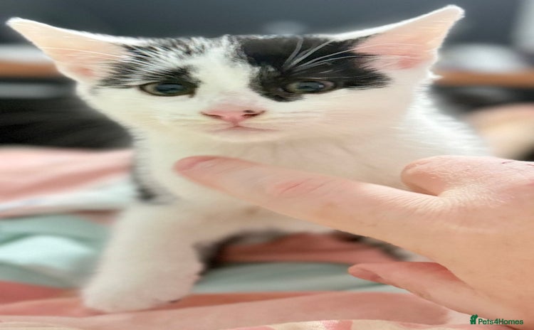 Domestic Shorthair cats - Advert 4