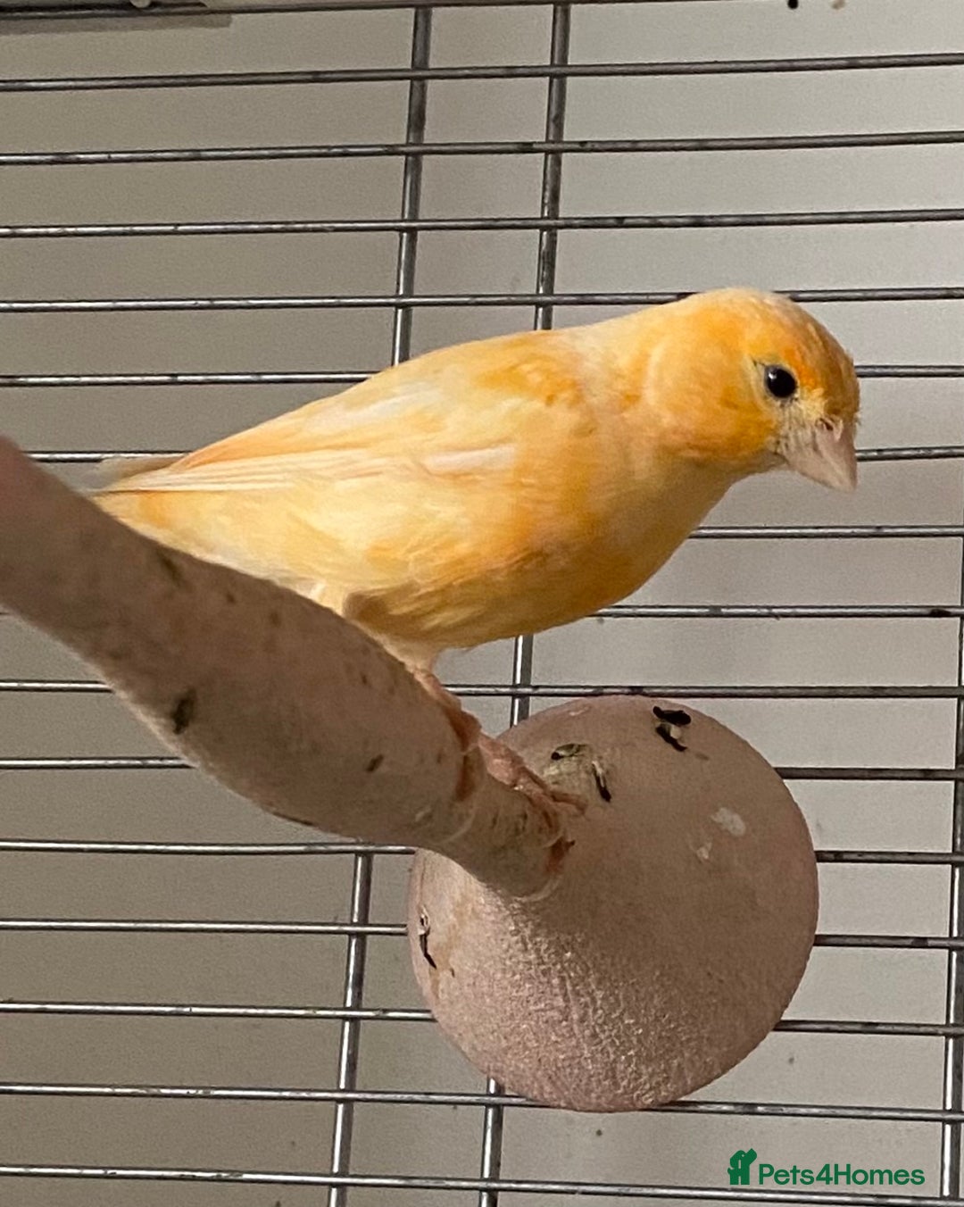 Canaries birds for sale: Female  - Advert 7