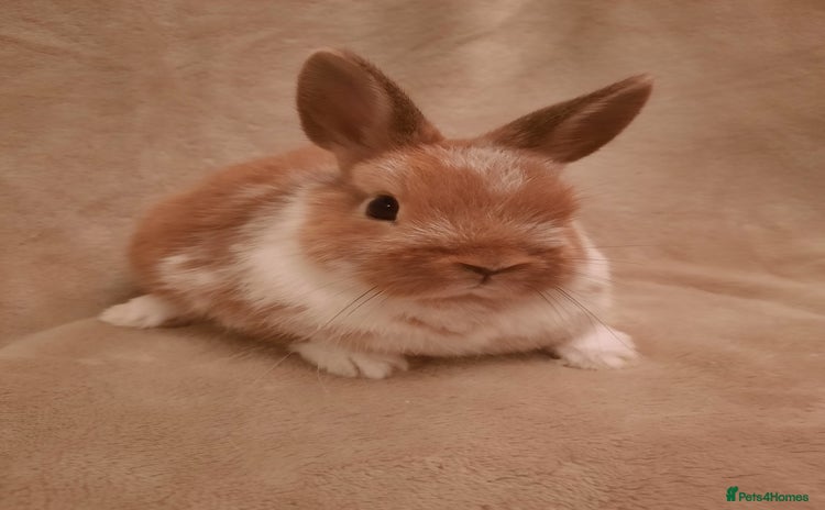 Netherland Dwarf rabbits - Advert 3