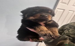 Rottweiler dogs for sale: 🐾 Pure Bred Rottweiler Puppies 🐾 - Image 22