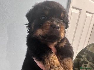 Rottweiler dogs - Advert 3