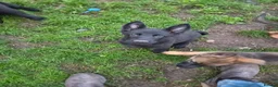 German Shepherd dogs for sale: DDR German Shepherds  - Advert 7