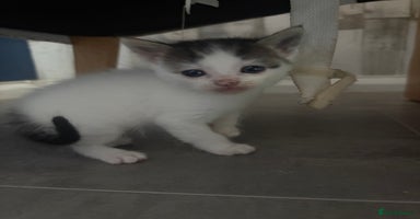 Mixed Breed cats - Advert 4