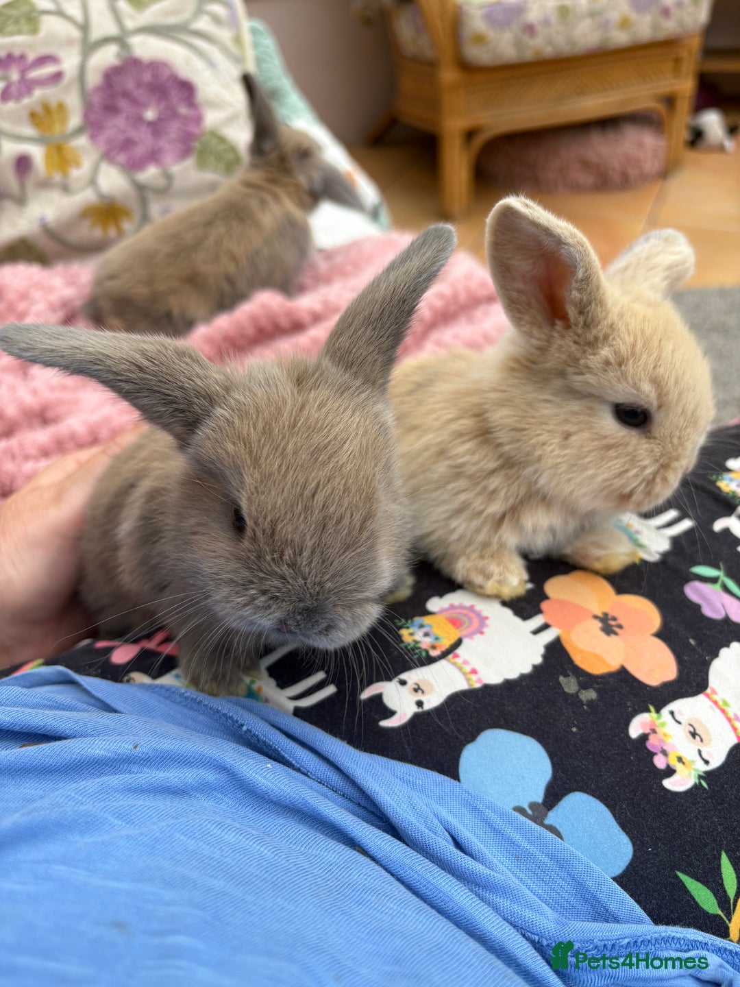 Mini Lop rabbits for sale: Indoor raised Mini Lops in Abergavenny - Image 8