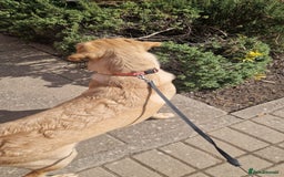 Labrador Retriever dogs for sale: Georgous lab retriver  - Image 3