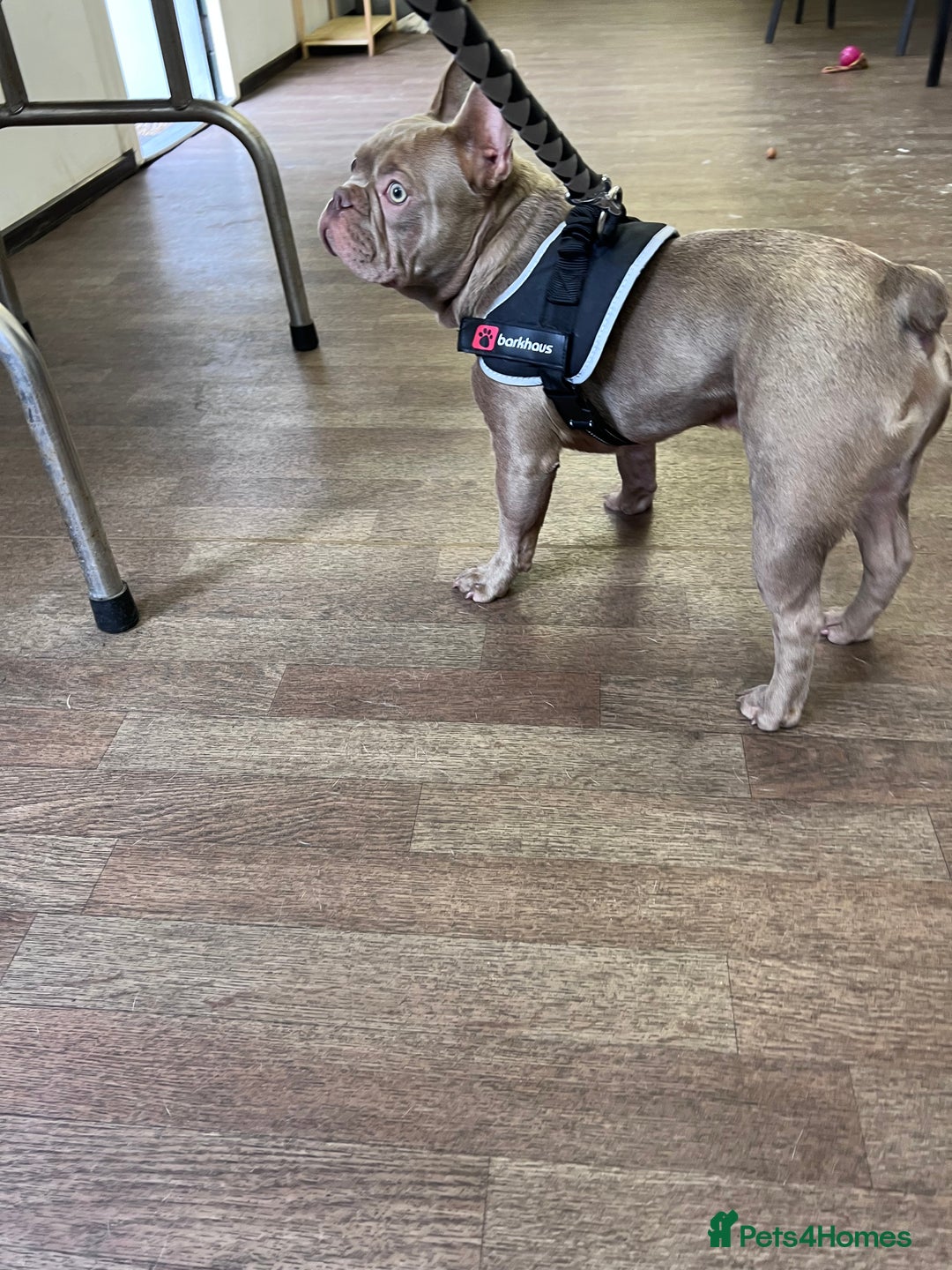 French Bulldog dogs for stud: Solid Isabella Frenchie Stud - Image 3