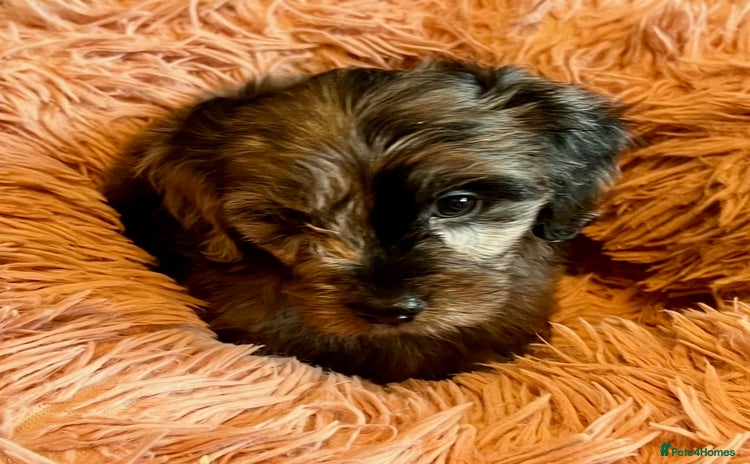 Cavapoo dogs - Advert 1