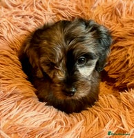 Cavapoo dogs - Advert 4