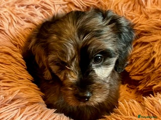 Cavapoo dogs - Advert 21