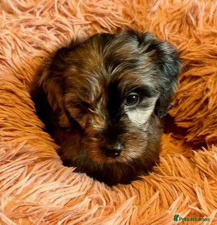 Cavapoo dogs - Advert 7