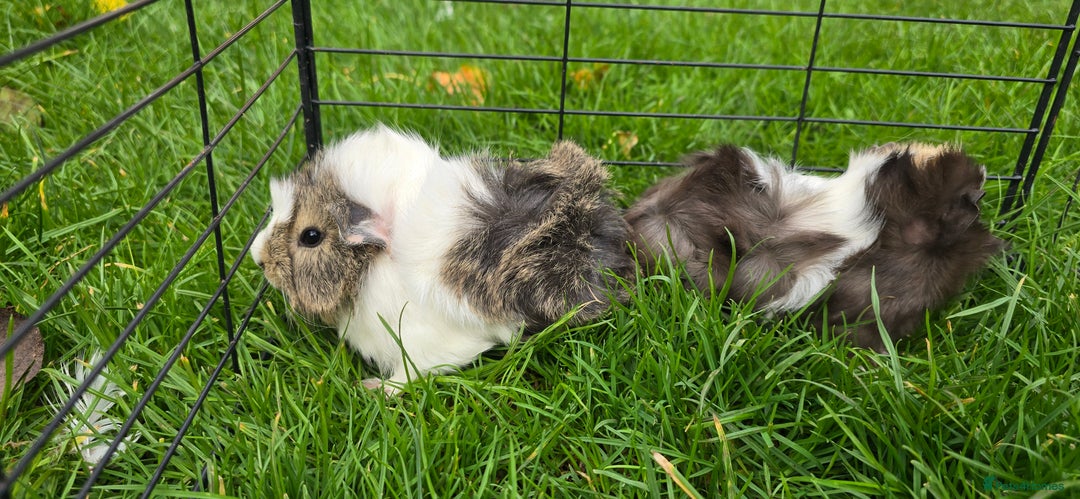 Guinea Pig rodents for sale: Male and female Guinea pigs - Image 9