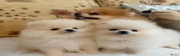 Pomeranian dogs for sale: 2 Beautiful Pomeranian Boys  - Advert 2