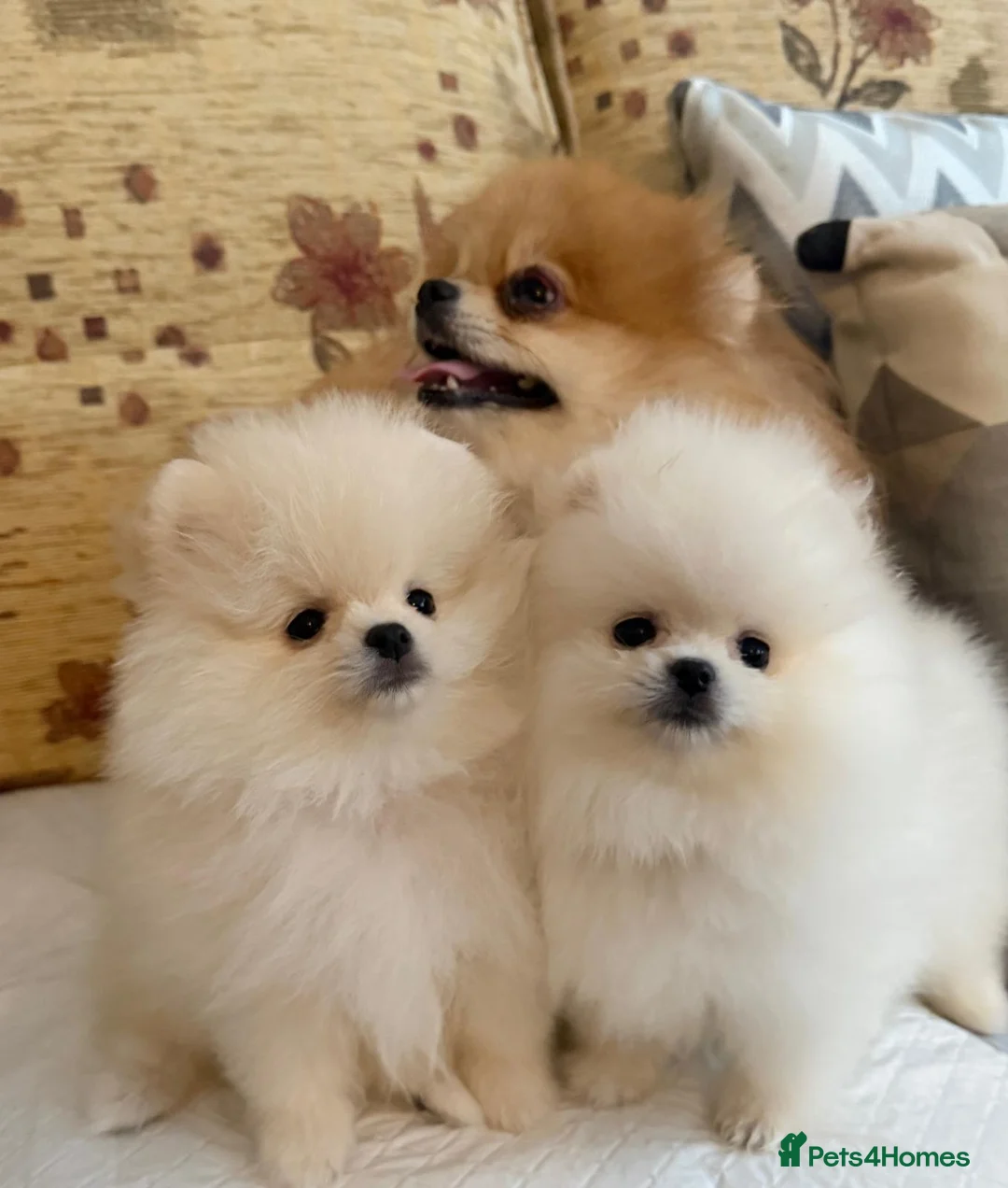 Pomeranian dogs for sale: 2 Beautiful Pomeranian Boys  - Advert 2
