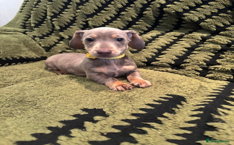 Miniature Dachshund dogs - Advert 8