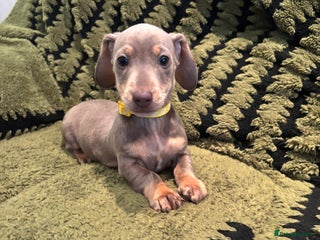 Miniature Dachshund dogs - Advert 10