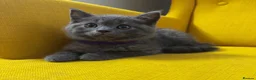 British Shorthair cats for sale:     British Shorthair Kittens – 3 Beautiful Girls - Advert 34