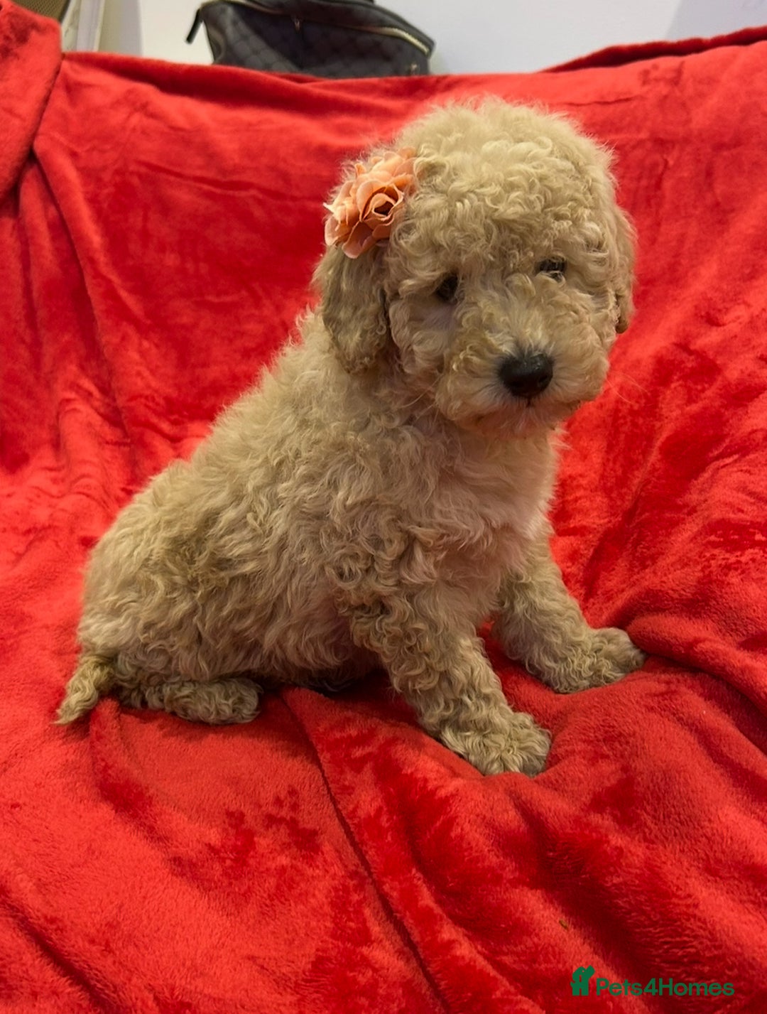 Cavapoo dogs for sale: TOY CAVAPOO PUPPIES  - Advert 3