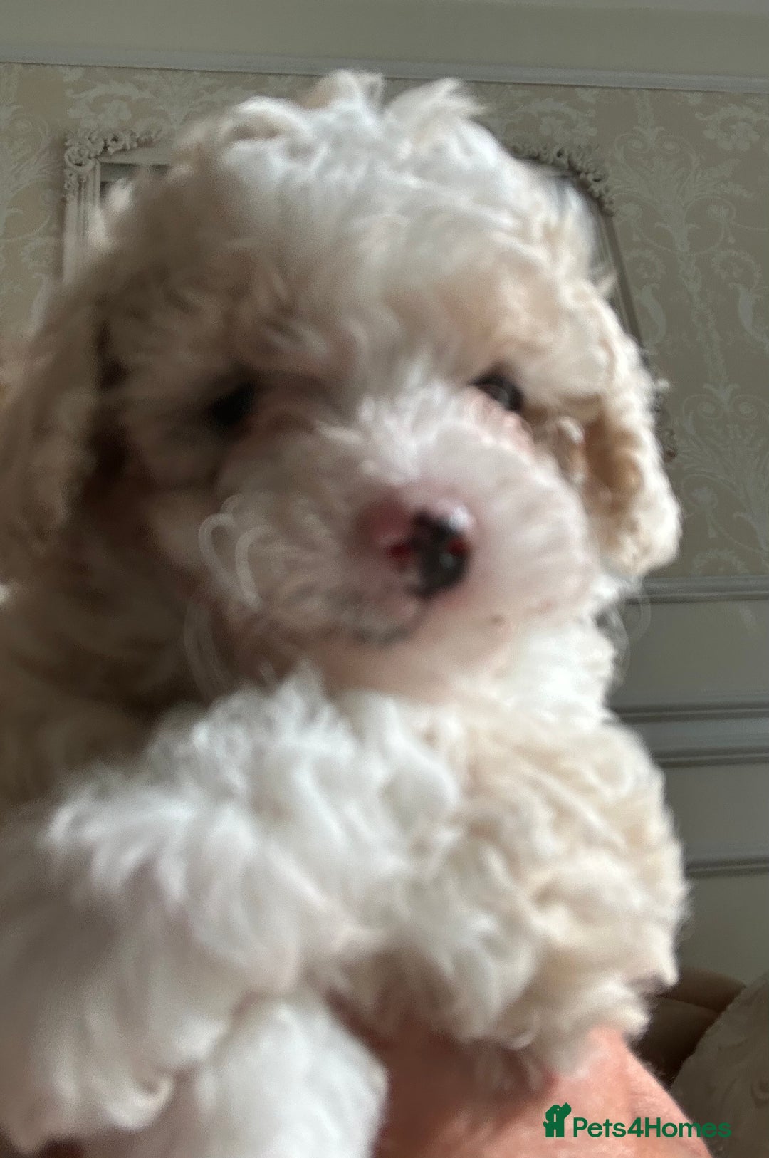 Poochon dogs for sale: F1 poochon puppies   - Image 8