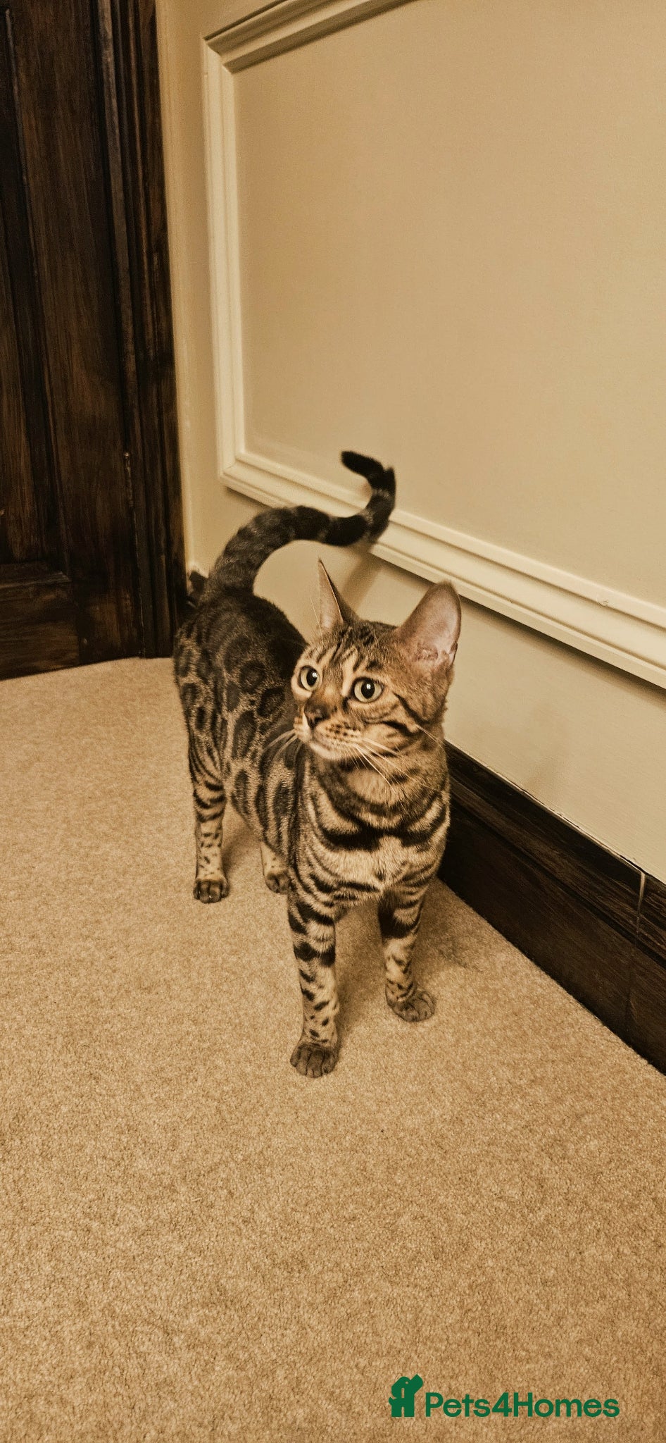Bengal cats Gorgeous Bengal Cat - Advert 1