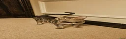 Bengal cats for sale: Gorgeous Bengal Cat in Waterlooville - Advert 1