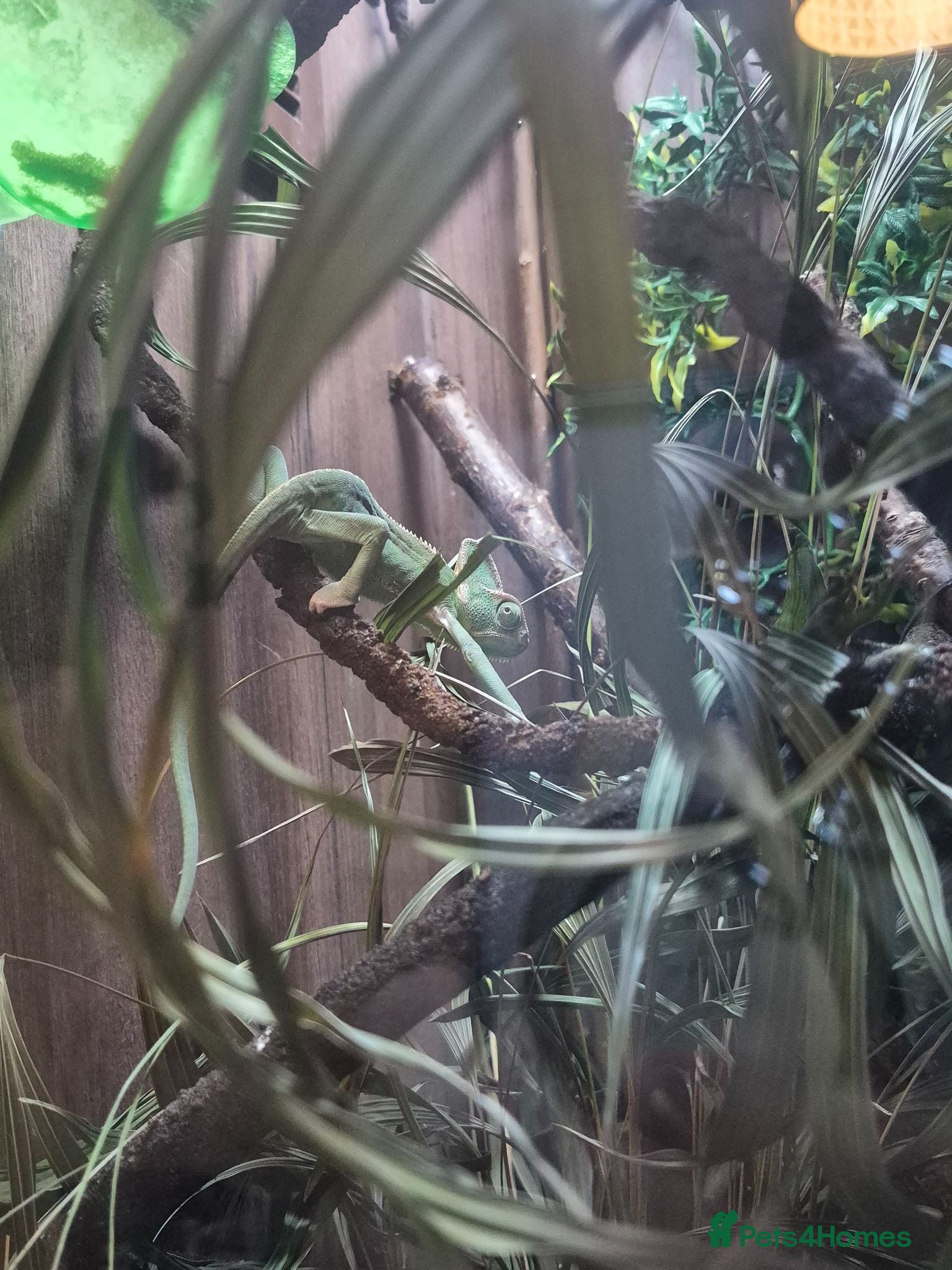 Chameleon reptiles Yemen Chameleon  - Advert 17
