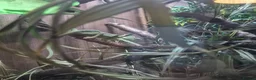 Chameleon reptiles for sale: Yemen Chameleon  - Advert 1