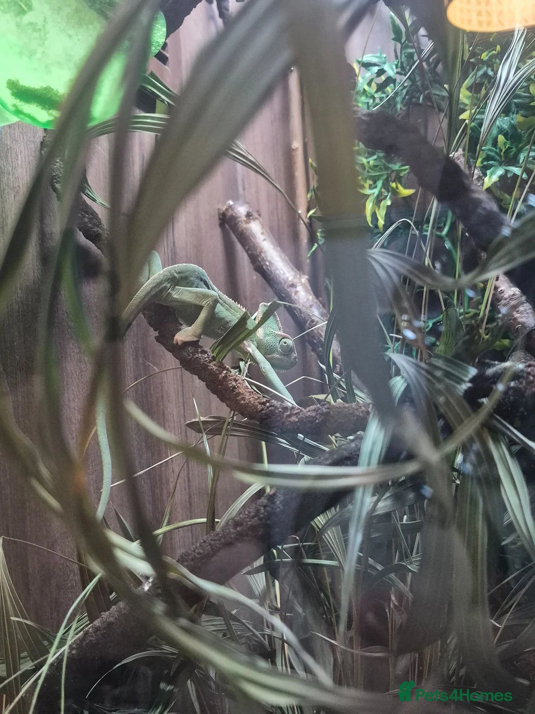 Chameleon reptiles for sale: Yemen Chameleon  - Advert 1