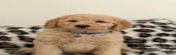 Labradoodle dogs for sale: Adorable Standard Labradoodle Puppies - Advert 9