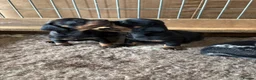 Miniature Dachshund dogs for sale: KC Registered Miniature Dachshund Puppies - Advert 13